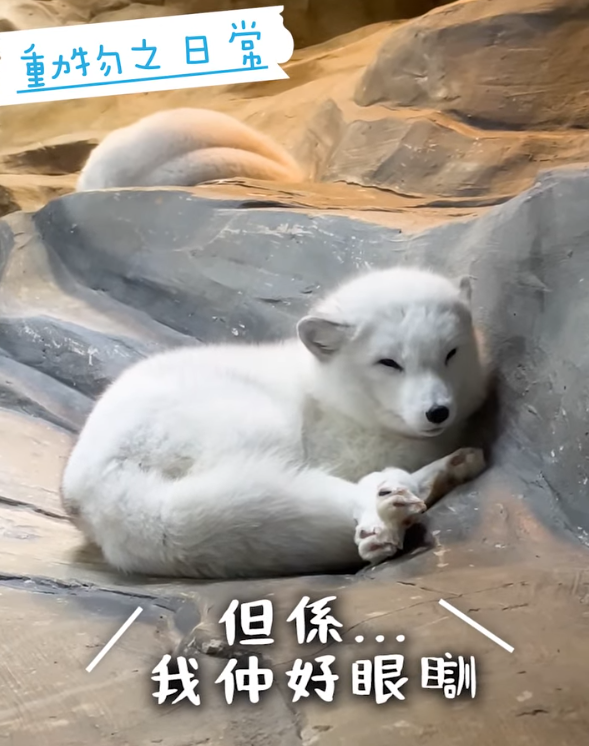 海洋公園最後北極狐「小高」離世！展館宣佈關閉網民不捨：盤點6大已故動物