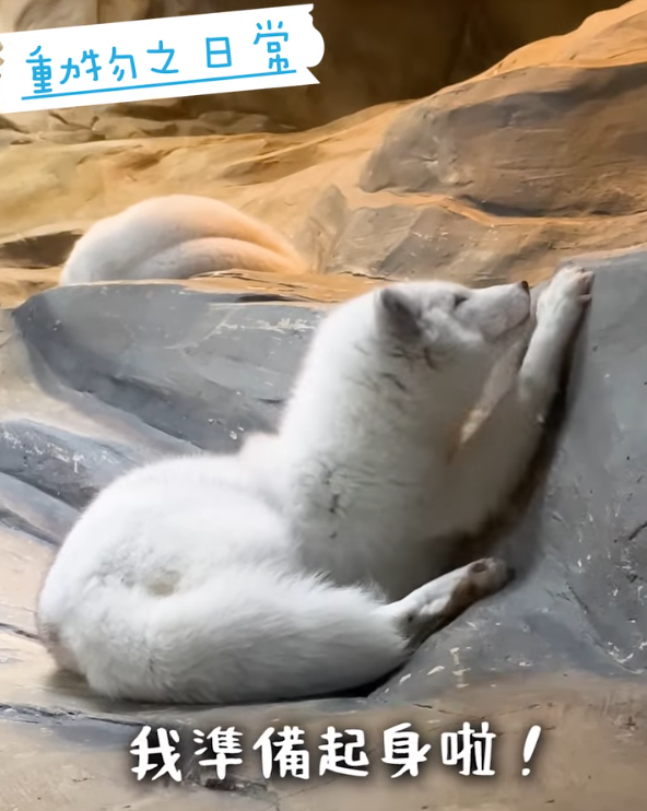 海洋公園最後北極狐「小高」離世！展館宣佈關閉網民不捨：盤點6大已故動物