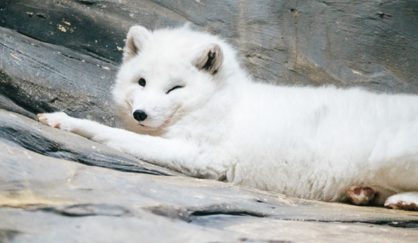 海洋公園最後北極狐「小高」離世！展館宣佈關閉網民不捨：盤點6大已故動物
