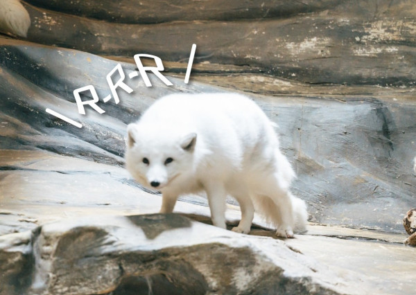 海洋公園最後北極狐「小高」離世！展館宣佈關閉網民不捨：盤點6大已故動物