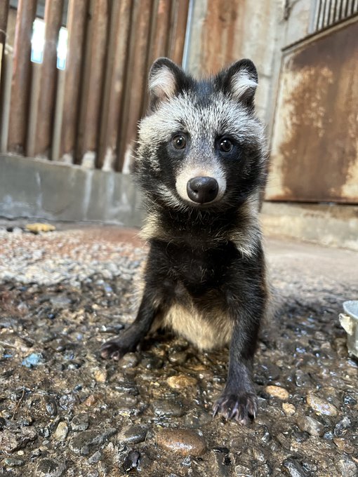 圖片來源:X @asahiyamazoo1 圖片來源:X @asahiyamazoo1