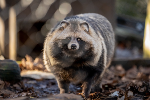 圖片來源:X @racoonandfox 圖片來源:X @racoonandfox