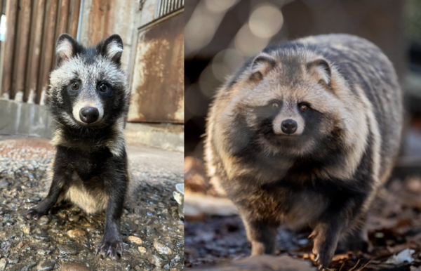 旭山動物園狸貓大走樣?2年後由S碼變XXL巨型生物 網民笑稱:一個會動的球
