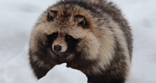 圖片來源:X @HaruhikoBoss429 圖片來源:X @HaruhikoBoss429