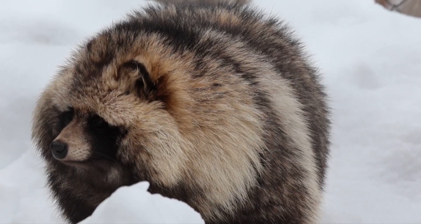 圖片來源:X @HaruhikoBoss429 圖片來源:X @HaruhikoBoss429