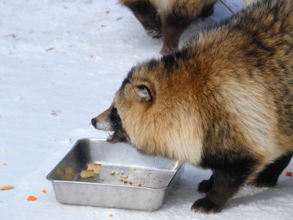 圖片來源:X @gomakomame 圖片來源:X @gomakomame