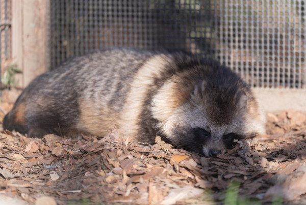 圖片來源:X @racoonandfox 圖片來源:X @racoonandfox