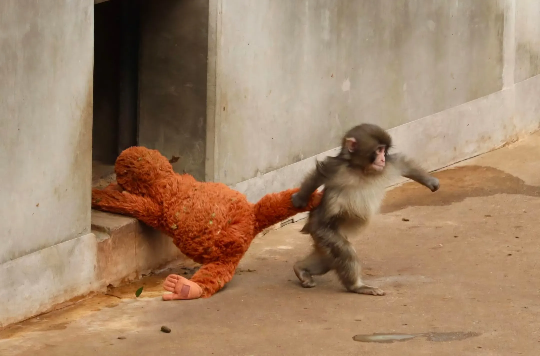 日本動物園馬騮仔Panchi人氣不減遊客逼爆 黑歷史網紅出價25萬美金欲私有化 