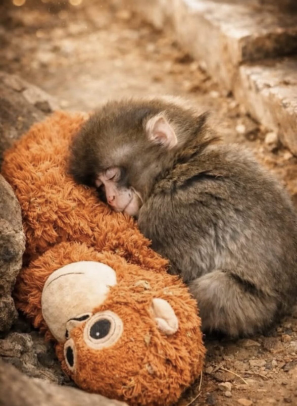 日本動物園馬騮仔Panchi人氣不減遊客逼爆 黑歷史網紅出價25萬美金欲私有化 