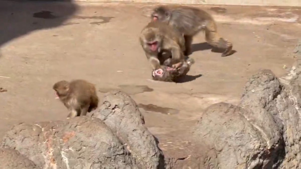 日本動物園馬騮仔Panchi人氣不減遊客逼爆 黑歷史網紅出價25萬美金欲私有化 