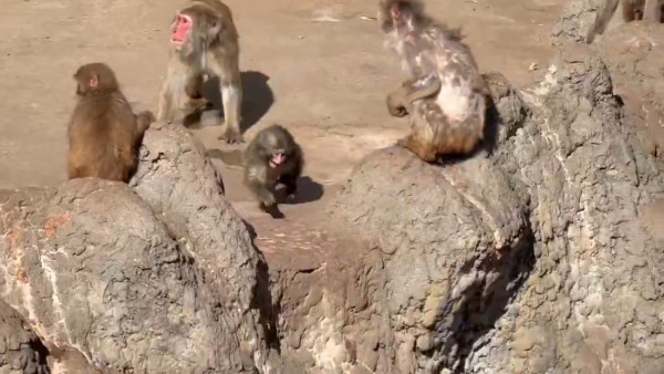 日本動物園馬騮仔Panchi人氣不減遊客逼爆 黑歷史網紅出價25萬美金欲私有化 