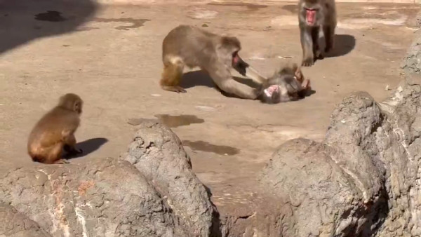 日本動物園馬騮仔Panchi人氣不減遊客逼爆 黑歷史網紅出價25萬美金欲私有化 