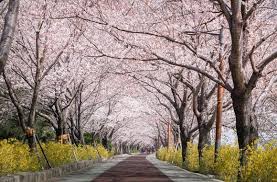 【2026釜山櫻花攻略】官方最新預測花期提前！8大賞櫻景點必去推介 