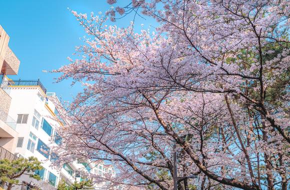 【2026釜山櫻花攻略】官方最新預測花期提前！8大賞櫻景點必去推介 