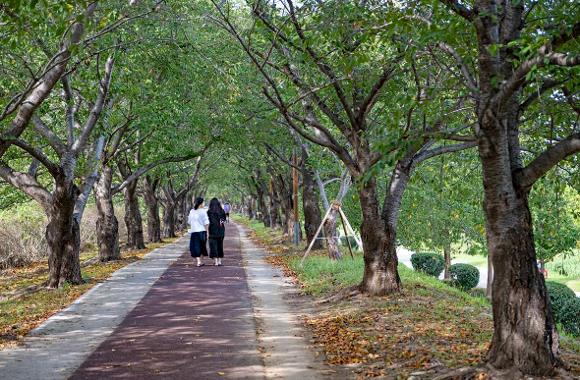 【2026釜山櫻花攻略】官方最新預測花期提前！8大賞櫻景點必去推介 