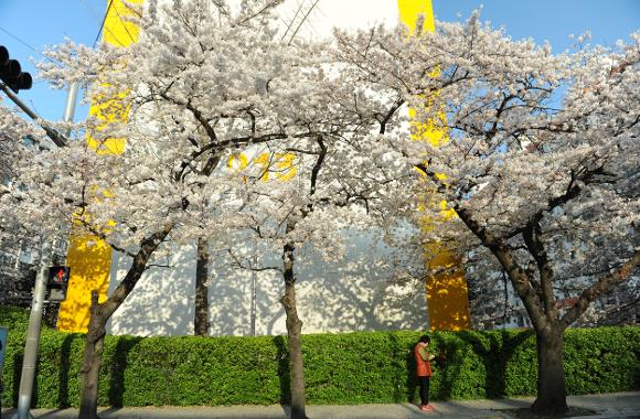 【2026釜山櫻花攻略】官方最新預測花期提前！8大賞櫻景點必去推介 