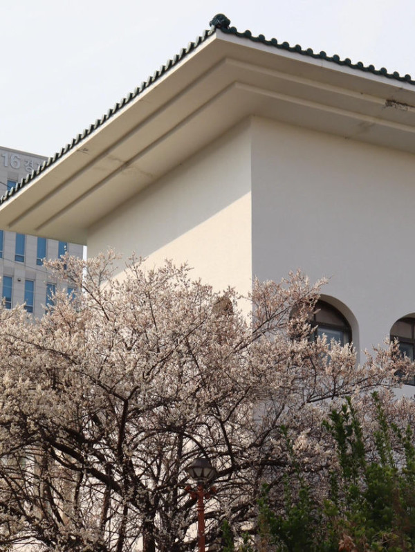 【2026釜山櫻花攻略】官方最新預測花期提前！8大賞櫻景點必去推介 