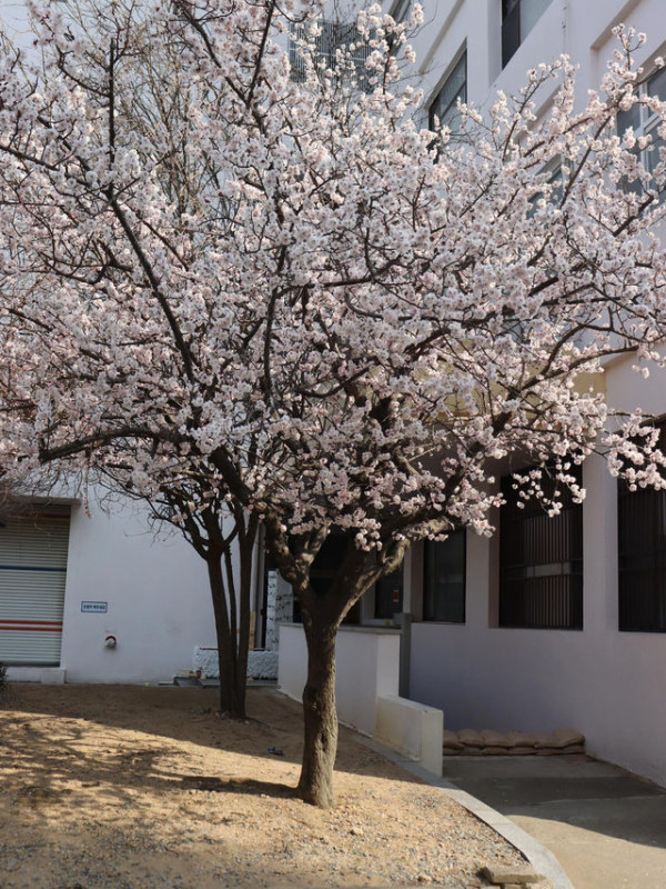 【2026釜山櫻花攻略】官方最新預測花期提前！8大賞櫻景點必去推介 