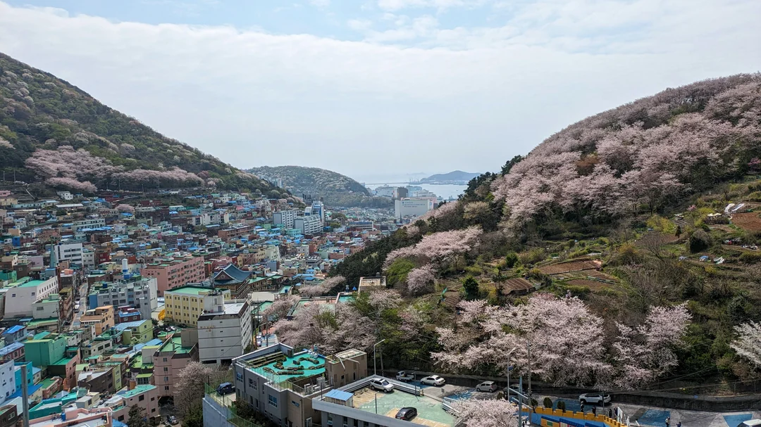 【2026釜山櫻花攻略】官方最新預測花期提前！8大賞櫻景點必去推介 