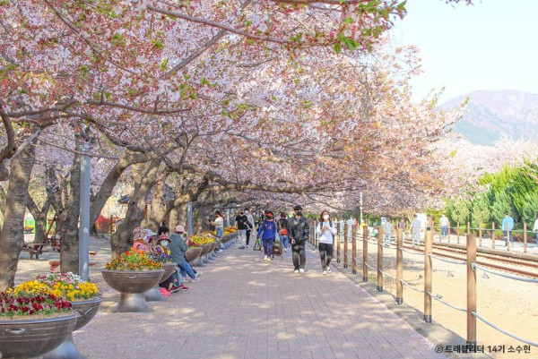 【2026釜山櫻花攻略】官方最新預測花期提前！8大賞櫻景點必去推介 