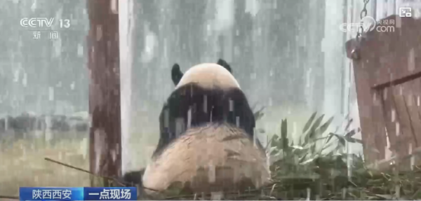 「一日過四季」西安氣溫暴跌20度突暴雪 (圖:CCTV 截圖) 「一日過四季」西安氣溫暴跌20度突暴雪 (圖:CCTV 截圖)
