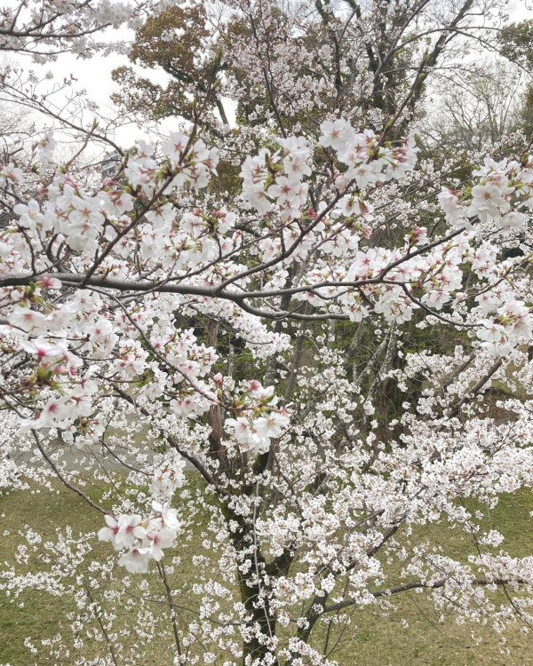 圖片來源：FB@舞鶴公園