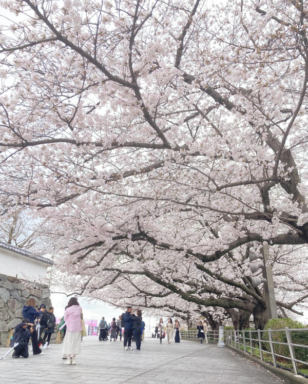 圖片來源：FB@舞鶴公園