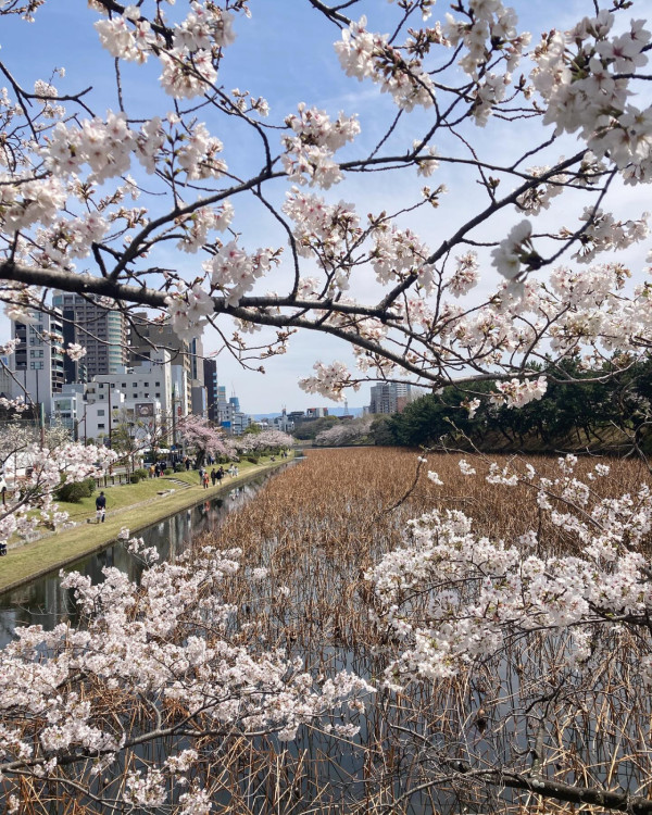 圖片來源：FB@舞鶴公園