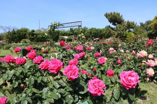 圖片來源：VISIT FUKUOKA