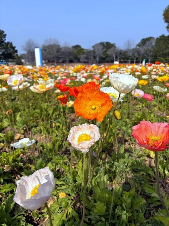 圖片來源：VISIT FUKUOKA
