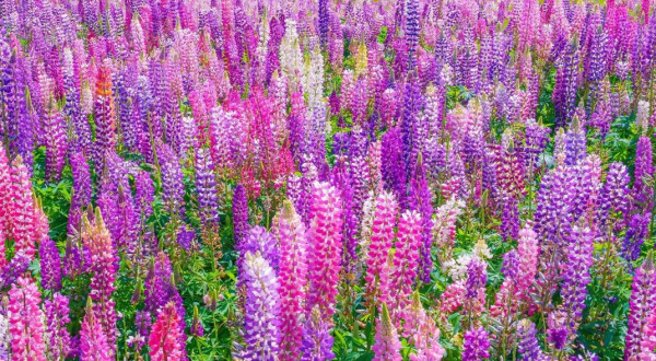 圖片來源：VISIT FUKUOKA