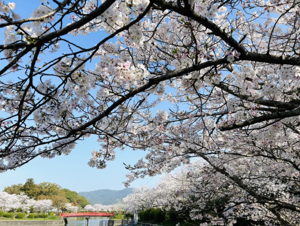 福岡櫻花2026｜福岡市內賞櫻秘境8大推介附交通 必去粉藍花海絕景、櫻花隧道打卡 