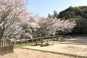 福岡櫻花2026｜福岡市內賞櫻秘境8大推介附交通 必去粉藍花海絕景、櫻花隧道打卡 