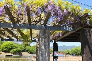福岡櫻花2026｜福岡市內賞櫻秘境8大推介附交通 必去粉藍花海絕景、櫻花隧道打卡 