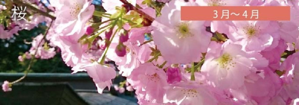 圖片來源：鎮國寺