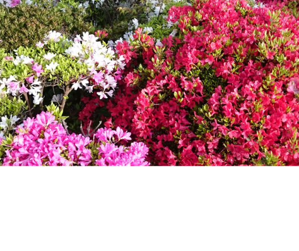 圖片來源：鎮國寺