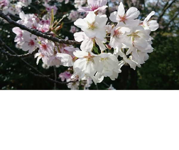 圖片來源：鎮國寺