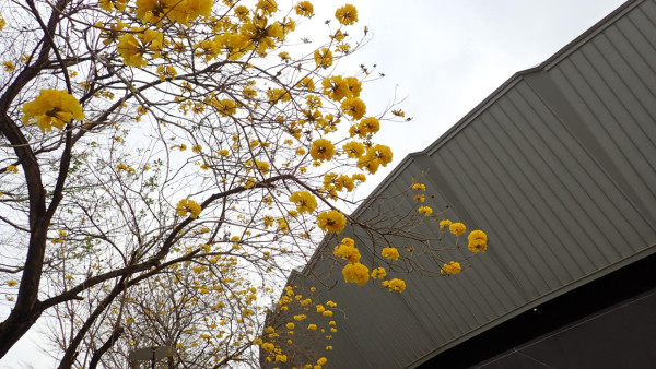 將軍澳驚現絕美「黃金雨」！黃花風鈴木搶閘大爆發 錯過極短花期要等下年