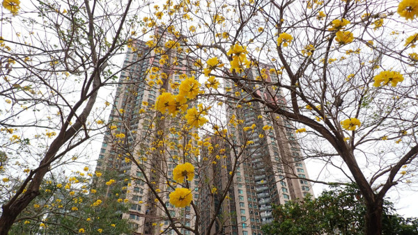 將軍澳驚現絕美「黃金雨」!黃花風鈴木搶閘大爆發 錯過極短花期要等下年