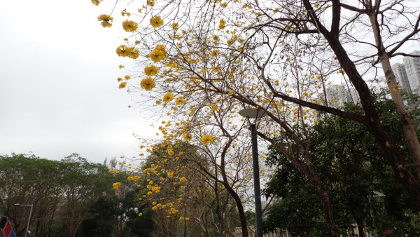 將軍澳驚現絕美「黃金雨」！黃花風鈴木搶閘大爆發 錯過極短花期要等下年