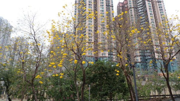 將軍澳驚現絕美「黃金雨」！黃花風鈴木搶閘大爆發 錯過極短花期要等下年