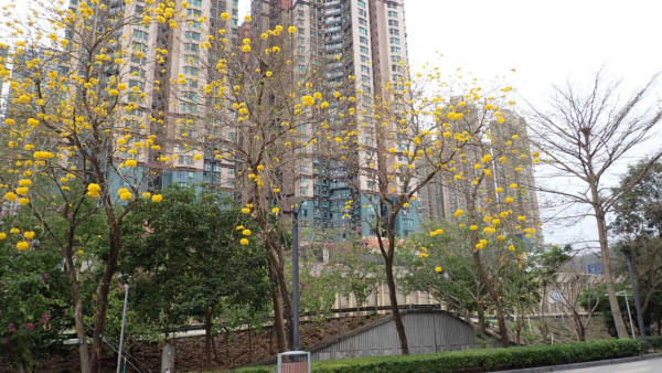 將軍澳驚現絕美「黃金雨」！黃花風鈴木搶閘大爆發 錯過極短花期要等下年