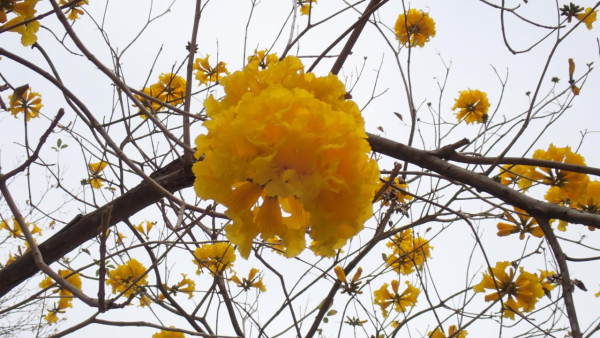 將軍澳驚現絕美「黃金雨」!黃花風鈴木搶閘大爆發 錯過極短花期要等下年