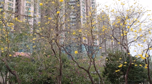 將軍澳驚現絕美「黃金雨」！黃花風鈴木搶閘大爆發 錯過極短花期要等下年