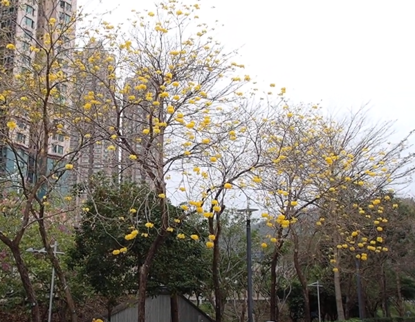 將軍澳驚現絕美「黃金雨」！黃花風鈴木搶閘大爆發 錯過極短花期要等下年