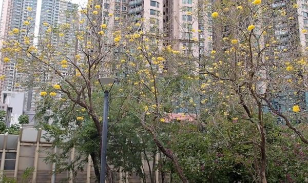 將軍澳驚現絕美「黃金雨」！黃花風鈴木搶閘大爆發 錯過極短花期要等下年