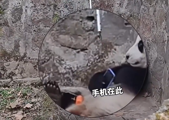 圖片來源：微博 @齊魯晚報