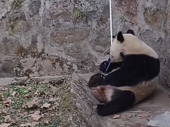 圖片來源：微博 @齊魯晚報