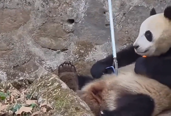 圖片來源：微博 @齊魯晚報