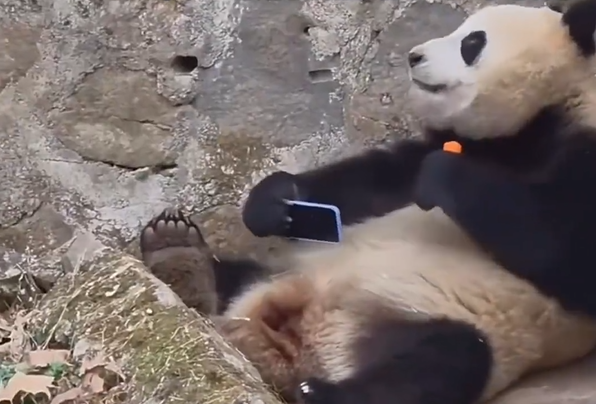 圖片來源：微博 @齊魯晚報